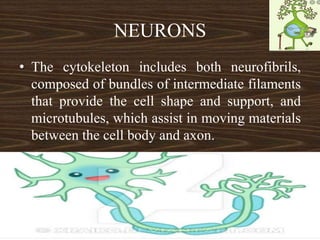 NEURONS
• The cytokeleton includes both neurofibrils,
composed of bundles of intermediate filaments
that provide the cell shape and support, and
microtubules, which assist in moving materials
between the cell body and axon.
 