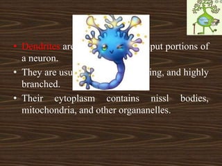 NEURONS
• Dendrites are the receiving or input portions of
a neuron.
• They are usually are short, tapering, and highly
branched.
• Their cytoplasm contains nissl bodies,
mitochondria, and other organanelles.
 