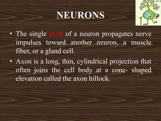 NEURONS
• The single axon of a neuron propagates nerve
impulses toward another neuron, a muscle
fiber, or a gland cell.
• Axon is a long, thin, cylindrical projection that
often joins the cell body at a cone- shaped
elevation called the axon hillock.
 