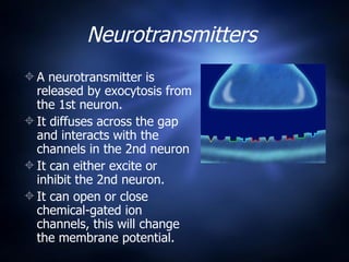 Neurons | PPT