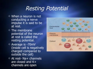Resting Neuron Neurons | PPT