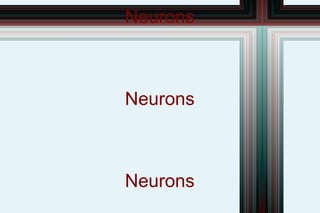 Neurons Neurons Neurons 