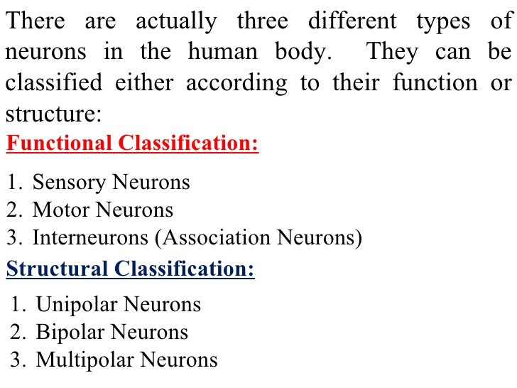 three types of neurons