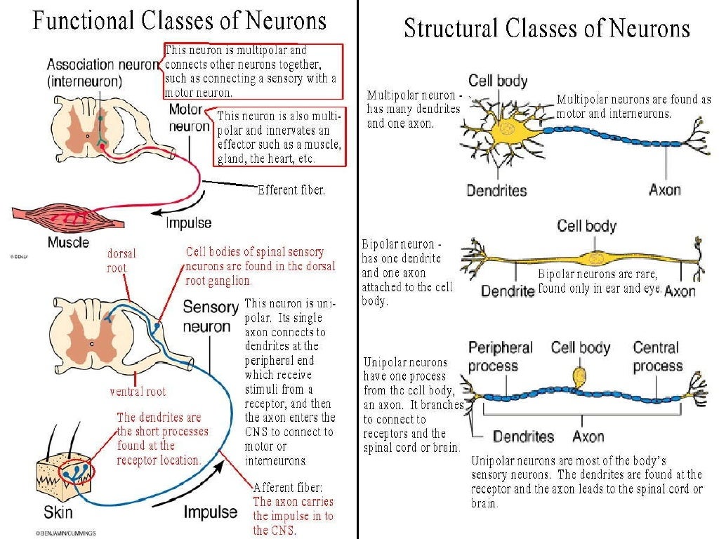 Neurons neurons