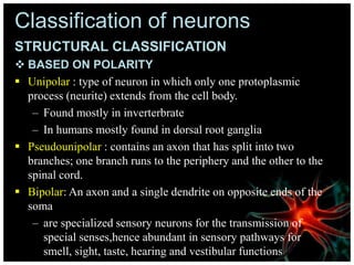 Classification of neurons
STRUCTURAL CLASSIFICATION
 BASED ON POLARITY
 Unipolar : type of neuron in which only one protoplasmic
process (neurite) extends from the cell body.
– Found mostly in inverterbrate
– In humans mostly found in dorsal root ganglia
 Pseudounipolar : contains an axon that has split into two
branches; one branch runs to the periphery and the other to the
spinal cord.
 Bipolar: An axon and a single dendrite on opposite ends of the
soma
– are specialized sensory neurons for the transmission of
special senses,hence abundant in sensory pathways for
smell, sight, taste, hearing and vestibular functions
 