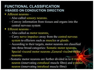 FUNCTIONAL CLASSIFICATION
BASED ON CONDUCTION DIRECTION
 Afferent neurons –
– Also called sensory neurons.
– Convey information from tissues and organs into the
central nervous system
 Efferent neurons –
– Also called as motor neurons.
– Carry nerve impulses away from the central nervous
system to effectors such as muscles or glands.
– According to their targets, motor neurons are classified
into three broad categories: Somatic motor neurons,
Special visceral motor neurons ,General visceral motor
neurons.
–Somatic motor neurons are further divided in to α motor
neuron (innervating extrafusal muscle fibre) and γ motor
neuron (innervating intrafusal muscle fibre)
 