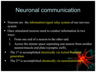 Neuronal communication
 Neurons are the information/signal relay system of our nervous
system
 Once stimulated neurons need to conduct information in two
ways:
1. From one end of a neuron to the other end.
2. Across the minute space separating one neuron from another
neuron/muscle end plate (synaptic cleft).
 The 1st is accomplished electrically via Action Potential
generation.
 The 2nd is accomplished chemically via neurotransmitters
 
