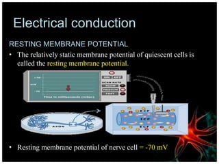 Electrical conduction
RESTING MEMBRANE POTENTIAL
• The relatively static membrane potential of quiescent cells is
called the resting membrane potential.
• Resting membrane potential of nerve cell = -70 mV
 