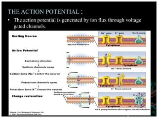 THE ACTION POTENTIAL :
• The action potential is generated by ion flux through voltage
gated channels.
 
