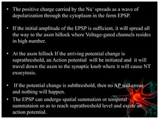 • The positive charge carried by the Na+ spreads as a wave of
depolarization through the cytoplasm in the form EPSP.
• If the initial amplitude of the EPSP is sufficient, it will spread all
the way to the axon hillock where Voltage-gated channels resides
in high number.
• At the axon hillock If the arriving potential change is
suprathreshold, an Action potential will be initiated and it will
travel down the axon to the synaptic knob where it will cause NT
exocytosis.
• If the potential change is subthreshold, then no AP will ensue
and nothing will happen.
• The EPSP can undergo spatial summation or temporal
summataion so as to reach suprathreshold level and excite an
action potential.
 