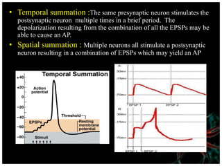 • Temporal summation :The same presynaptic neuron stimulates the
postsynaptic neuron multiple times in a brief period. The
depolarization resulting from the combination of all the EPSPs may be
able to cause an AP.
• Spatial summation : Multiple neurons all stimulate a postsynaptic
neuron resulting in a combination of EPSPs which may yield an AP
 