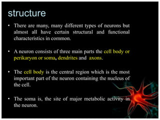 structure
• There are many, many different types of neurons but
almost all have certain structural and functional
characteristics in common.
• A neuron consists of three main parts the cell body or
perikaryon or soma, dendrites and axons.
• The cell body is the central region which is the most
important part of the neuron containing the nucleus of
the cell.
• The soma is, the site of major metabolic activity in
the neuron.
 