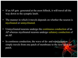 • If an AP gets generated at the axon hillock, it will travel all the
way down to the synaptic knob.
• The manner in which it travels depends on whether the neuron is
myelinated or unmyelinated.
• Unmyelinated neurons undergo the continuous conduction of an
AP whereas myelinated neurons undergo saltatory conduction of
an AP.
• In continous conduction, the wave of de- and repolarization
simply travels from one patch of membrane to the next adjacent
patch.
 