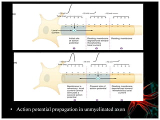 • Action potential propagation in unmyelinated axon
 