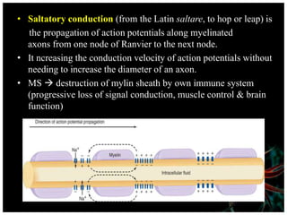 • Saltatory conduction (from the Latin saltare, to hop or leap) is
the propagation of action potentials along myelinated
axons from one node of Ranvier to the next node.
• It ncreasing the conduction velocity of action potentials without
needing to increase the diameter of an axon.
• MS  destruction of mylin sheath by own immune system
(progressive loss of signal conduction, muscle control & brain
function)
 
