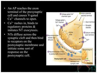 • An AP reaches the axon
terminal of the presynaptic
cell and causes V-gated
Ca2+ channels to open.
• Ca2+ rushes in, binds to
regulatory proteins &
initiates NT exocytosis.
• NTs diffuse across the
synaptic cleft and then bind
to receptors on the
postsynaptic membrane and
initiate some sort of
response on the
postsynaptic cell.
 
