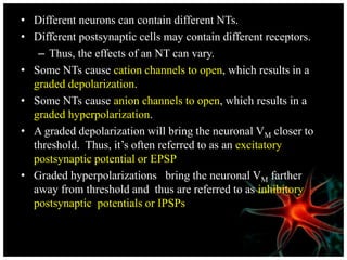 • Different neurons can contain different NTs.
• Different postsynaptic cells may contain different receptors.
– Thus, the effects of an NT can vary.
• Some NTs cause cation channels to open, which results in a
graded depolarization.
• Some NTs cause anion channels to open, which results in a
graded hyperpolarization.
• A graded depolarization will bring the neuronal VM closer to
threshold. Thus, it’s often referred to as an excitatory
postsynaptic potential or EPSP
• Graded hyperpolarizations bring the neuronal VM farther
away from threshold and thus are referred to as inhibitory
postsynaptic potentials or IPSPs
 