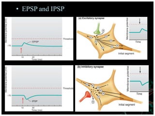 • EPSP and IPSP
 