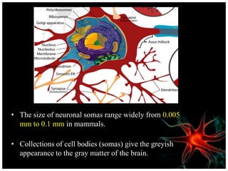 • The size of neuronal somas range widely from 0.005
mm to 0.1 mm in mammals.
• Collections of cell bodies (somas) give the greyish
appearance to the gray matter of the brain.
 