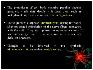 • The protoplasm of cell body contains peculiar angular
granules, which stain deeply with basic dyes, such as
methylene blue; these are known as Nissl’s granules.
• These granules disappear (chromatolysis) during fatigue or
after prolonged stimulation of the nerve fibers connected
with the cells. They are supposed to represent a store of
nervous energy, and in various mental diseases are
deficient or absent.
• Thought to be involved in the synthesis
of neurotransmitters such as acetylcholine.
 