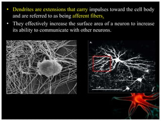 • Dendrites are extensions that carry impulses toward the cell body
and are referred to as being afferent fibers.
• They effectively increase the surface area of a neuron to increase
its ability to communicate with other neurons.
 