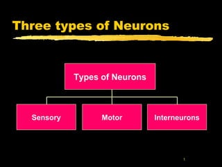 1 
Three types of Neurons 
Types of Neurons 
Sensory Motor Interneurons 
 