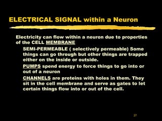 Neurons | PPT