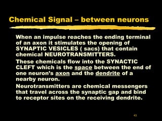 Neurons | PPT