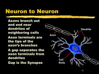 Neurons | PPT