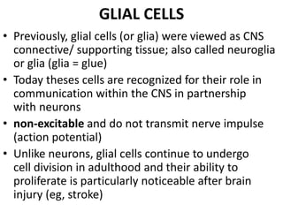 GLIAL CELLS
• Previously, glial cells (or glia) were viewed as CNS
connective/ supporting tissue; also called neuroglia
or glia (glia = glue)
• Today theses cells are recognized for their role in
communication within the CNS in partnership
with neurons
• non-excitable and do not transmit nerve impulse
(action potential)
• Unlike neurons, glial cells continue to undergo
cell division in adulthood and their ability to
proliferate is particularly noticeable after brain
injury (eg, stroke)
 