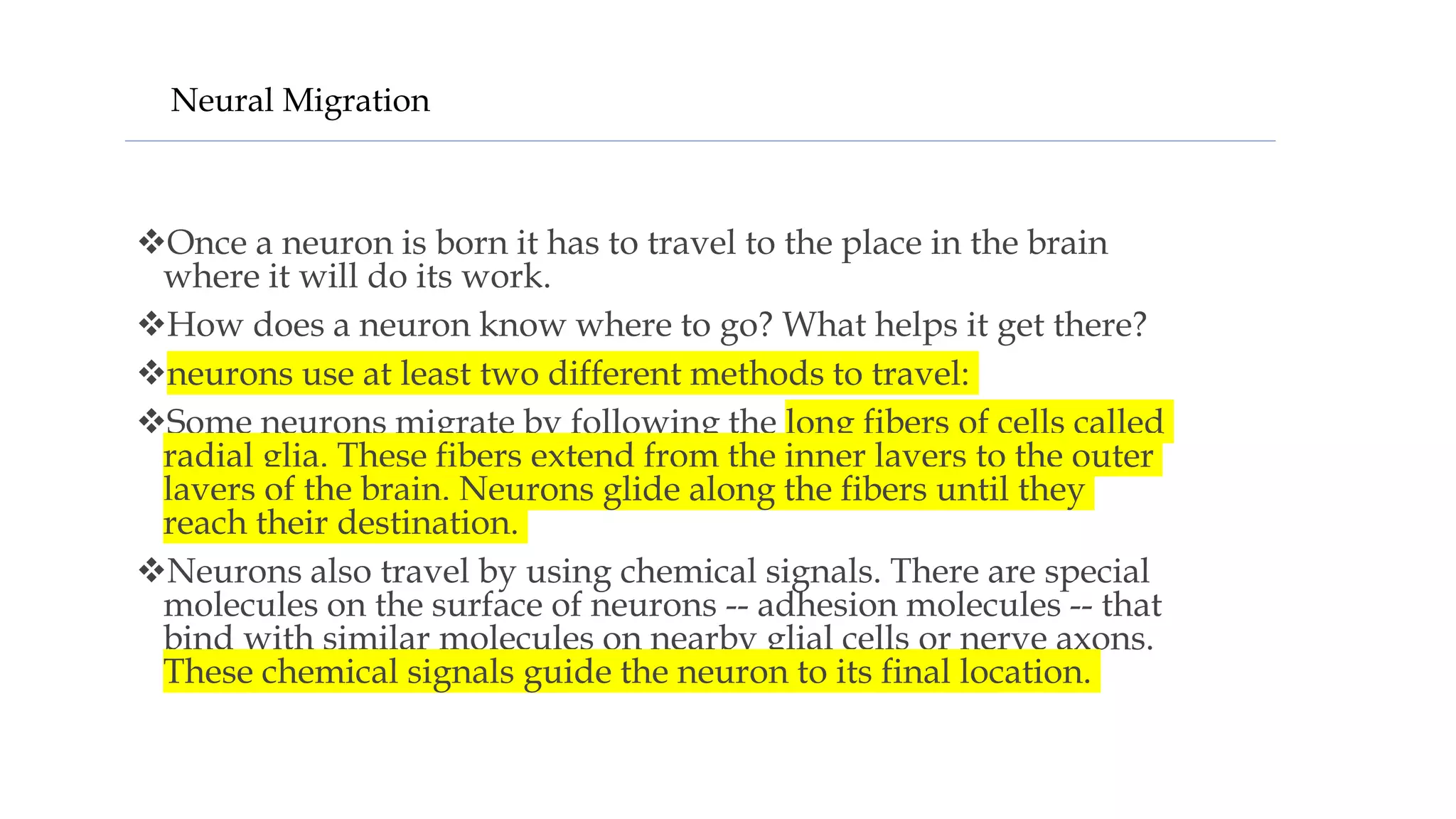 Neural Migration
Once a neuron is born it has to travel to the place in the brain
where it will do its work.
How does a neuron know where to go? What helps it get there?
neurons use at least two different methods to travel:
Some neurons migrate by following the long fibers of cells called
radial glia. These fibers extend from the inner layers to the outer
layers of the brain. Neurons glide along the fibers until they
reach their destination.
Neurons also travel by using chemical signals. There are special
molecules on the surface of neurons -- adhesion molecules -- that
bind with similar molecules on nearby glial cells or nerve axons.
These chemical signals guide the neuron to its final location.
 