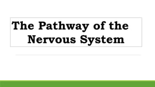 The Pathway of the
Nervous System
 
