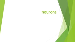 neurons
 