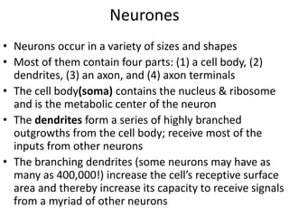 Neurones
• Neurons occur in a variety of sizes and shapes
• Most of them contain four parts: (1) a cell body, (2)
dendrites, (3) an axon, and (4) axon terminals
• The cell body(soma) contains the nucleus & ribosome
and is the metabolic center of the neuron
• The dendrites form a series of highly branched
outgrowths from the cell body; receive most of the
inputs from other neurons
• The branching dendrites (some neurons may have as
many as 400,000!) increase the cell’s receptive surface
area and thereby increase its capacity to receive signals
from a myriad of other neurons
 
