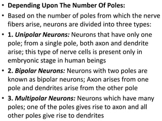 • Depending Upon The Number Of Poles:
• Based on the number of poles from which the nerve
fibers arise, neurons are divided into three types:
• 1. Unipolar Neurons: Neurons that have only one
pole; from a single pole, both axon and dendrite
arise; this type of nerve cells is present only in
embryonic stage in human beings
• 2. Bipolar Neurons: Neurons with two poles are
known as bipolar neurons; Axon arises from one
pole and dendrites arise from the other pole
• 3. Multipolar Neurons: Neurons which have many
poles; one of the poles gives rise to axon and all
other poles give rise to dendrites
 