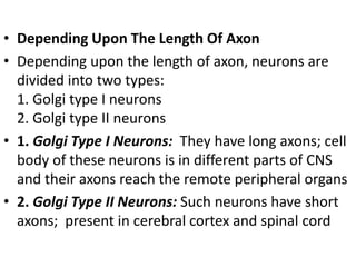 • Depending Upon The Length Of Axon
• Depending upon the length of axon, neurons are
divided into two types:
1. Golgi type I neurons
2. Golgi type II neurons
• 1. Golgi Type I Neurons: They have long axons; cell
body of these neurons is in different parts of CNS
and their axons reach the remote peripheral organs
• 2. Golgi Type II Neurons: Such neurons have short
axons; present in cerebral cortex and spinal cord
 