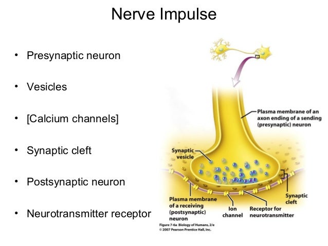 presynaptic neuron
