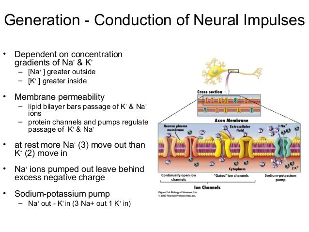 Neurons structure and nerve impulse