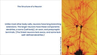 Neuron Pdf Neurons and Synapse pdf.pdf