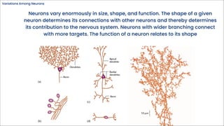 Neurons and Synapse pdf.pdf