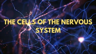 THE CELLS OF THE NERVOUS
SYSTEM
 