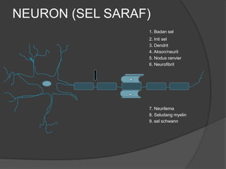 NEURON (SEL SARAF)
                 1. Badan sel
                 2. Inti sel
                 3. Dendrit
                 4. Akson/neurit
                 5. Nodus ranvier
                 6. Neurofibril




                 7. Neurilema
                 8. Seludang myelin
                 9. sel schwann
 
