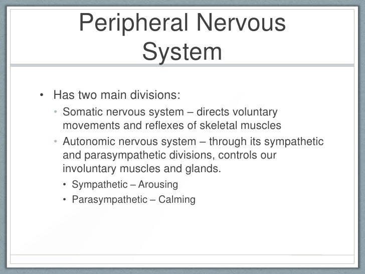 Neurons & hormonal systems