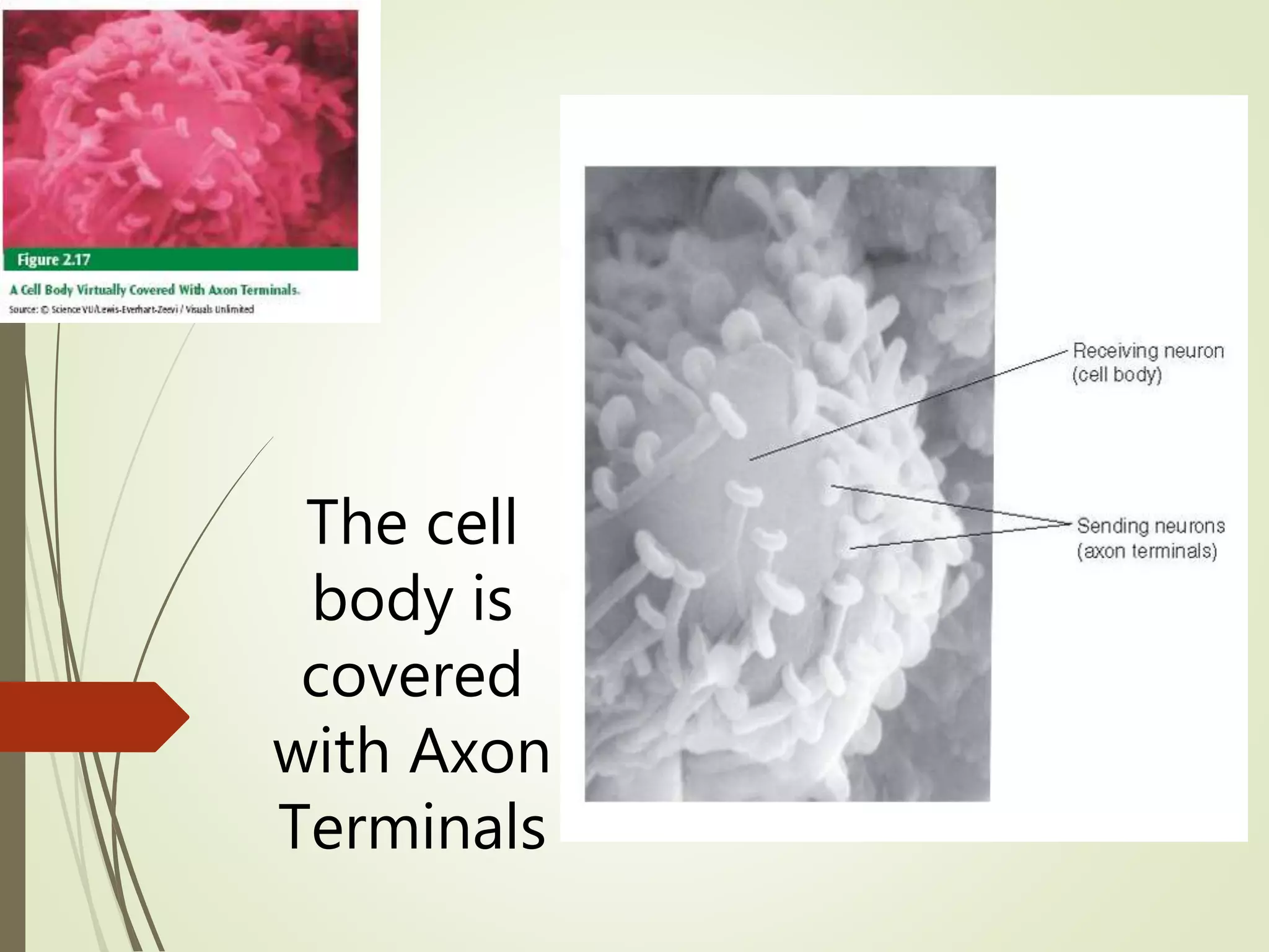 The cell
body is
covered
with Axon
Terminals
 