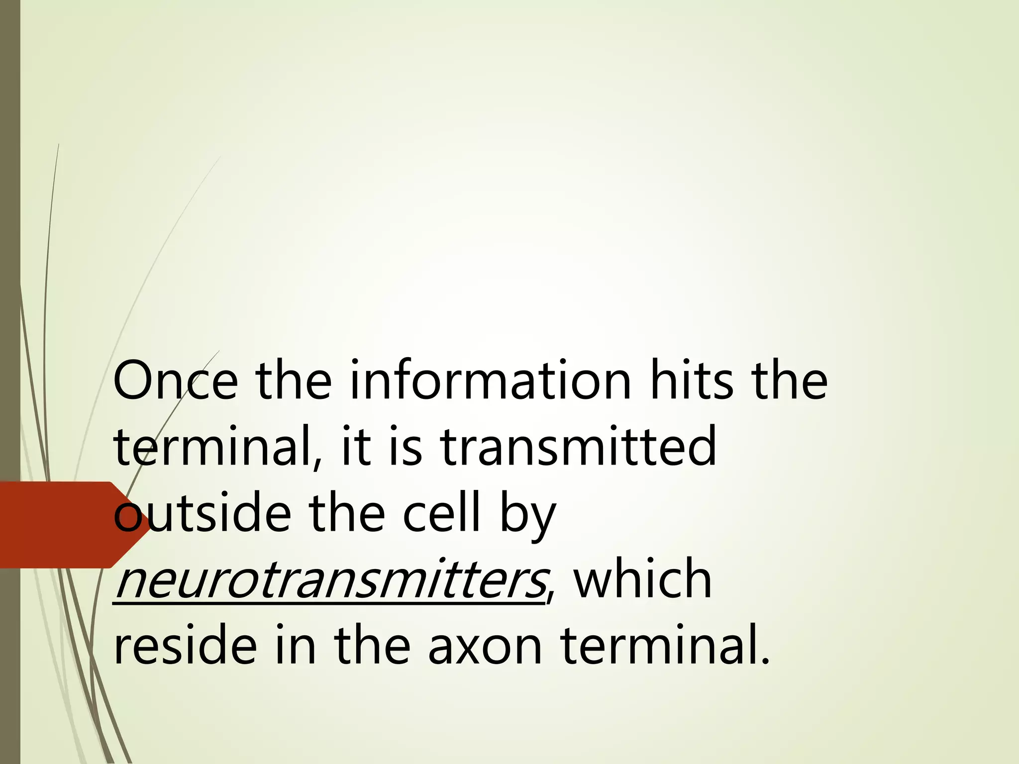 Once the information hits the
terminal, it is transmitted
outside the cell by
neurotransmitters, which
reside in the axon terminal.
 