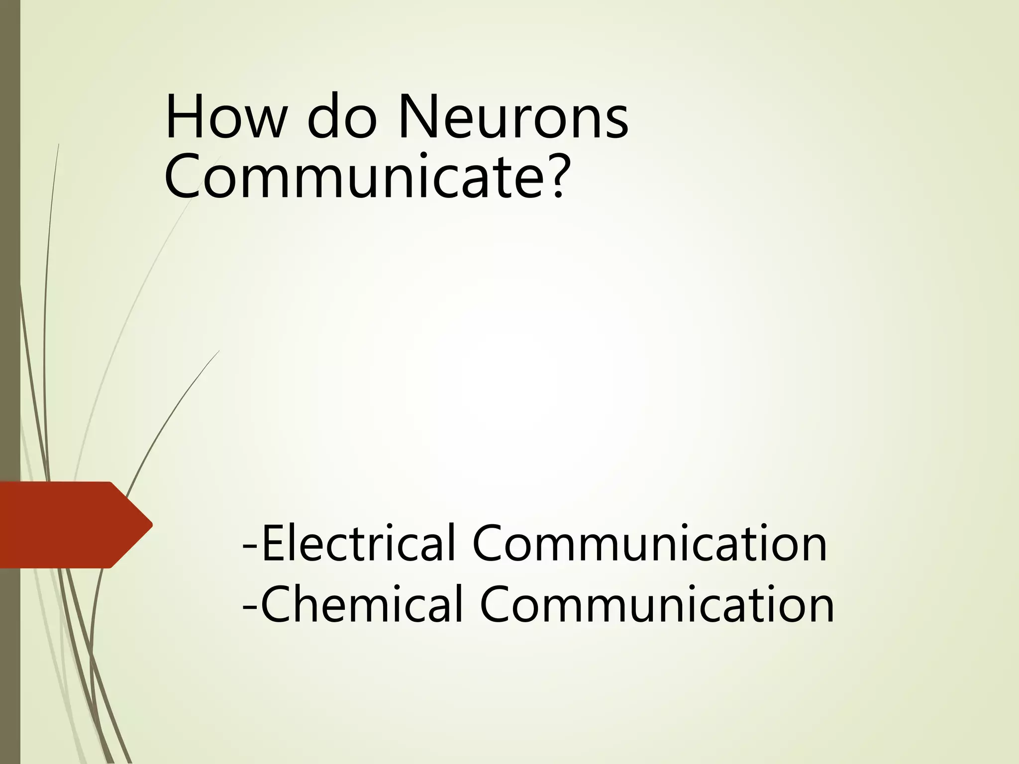 -Electrical Communication
-Chemical Communication
How do Neurons
Communicate?
 