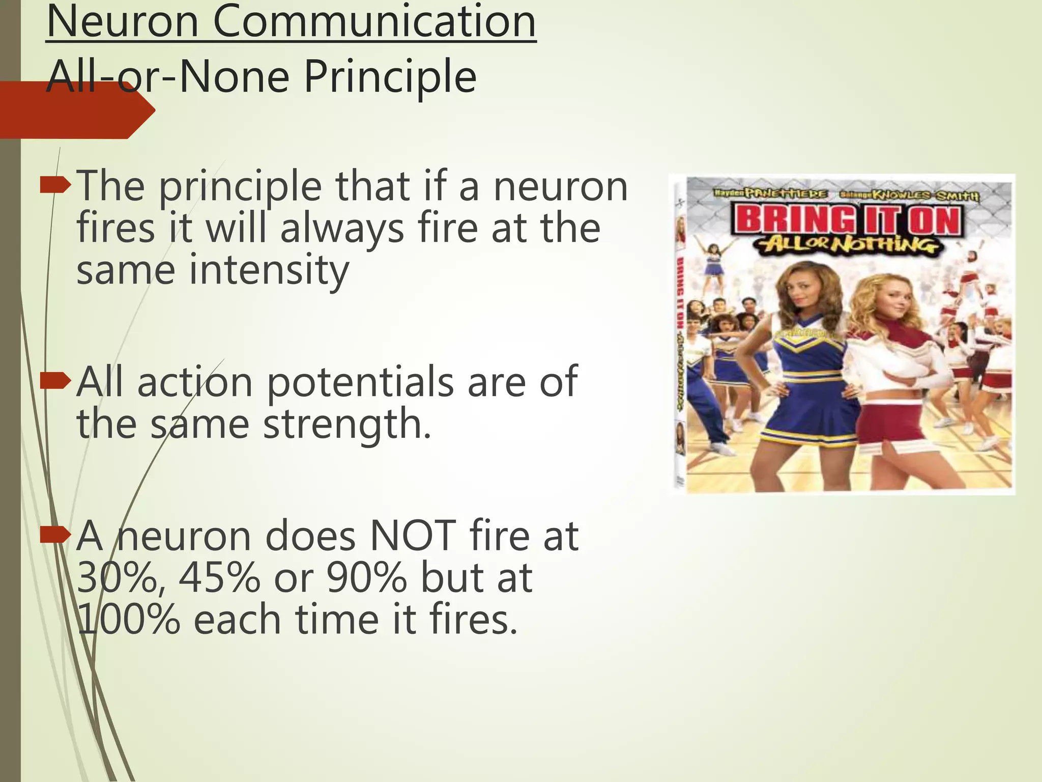 Neuron Communication
All-or-None Principle
The principle that if a neuron
fires it will always fire at the
same intensity
All action potentials are of
the same strength.
A neuron does NOT fire at
30%, 45% or 90% but at
100% each time it fires.
 
