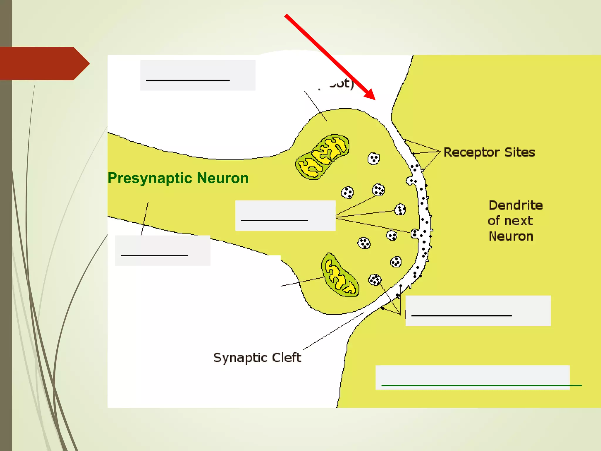 Presynaptic Neuron
________________________
__________
________
________
____________
 