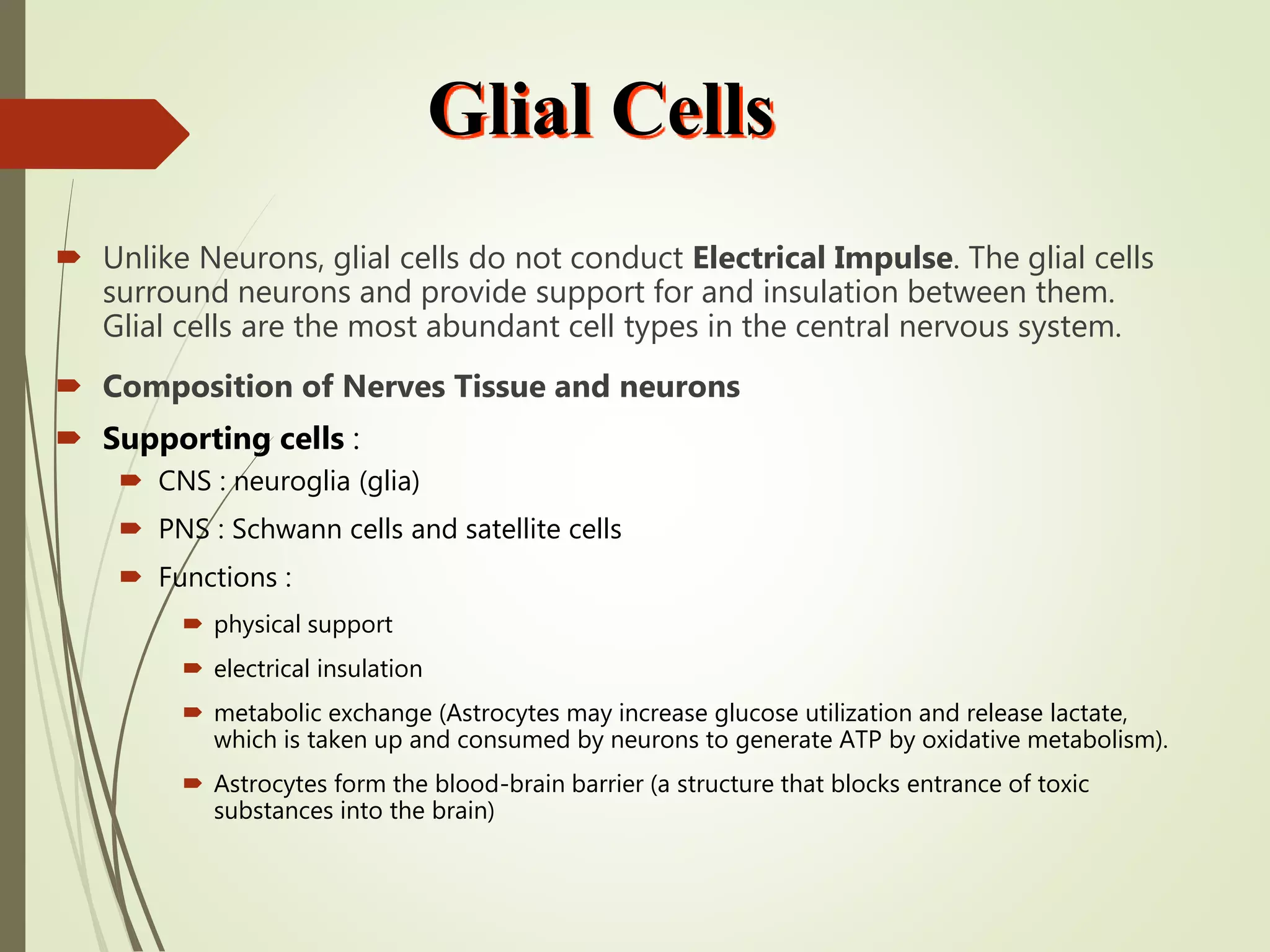 Introduction To Neurons Pptx Introduction To Neurons Pptx