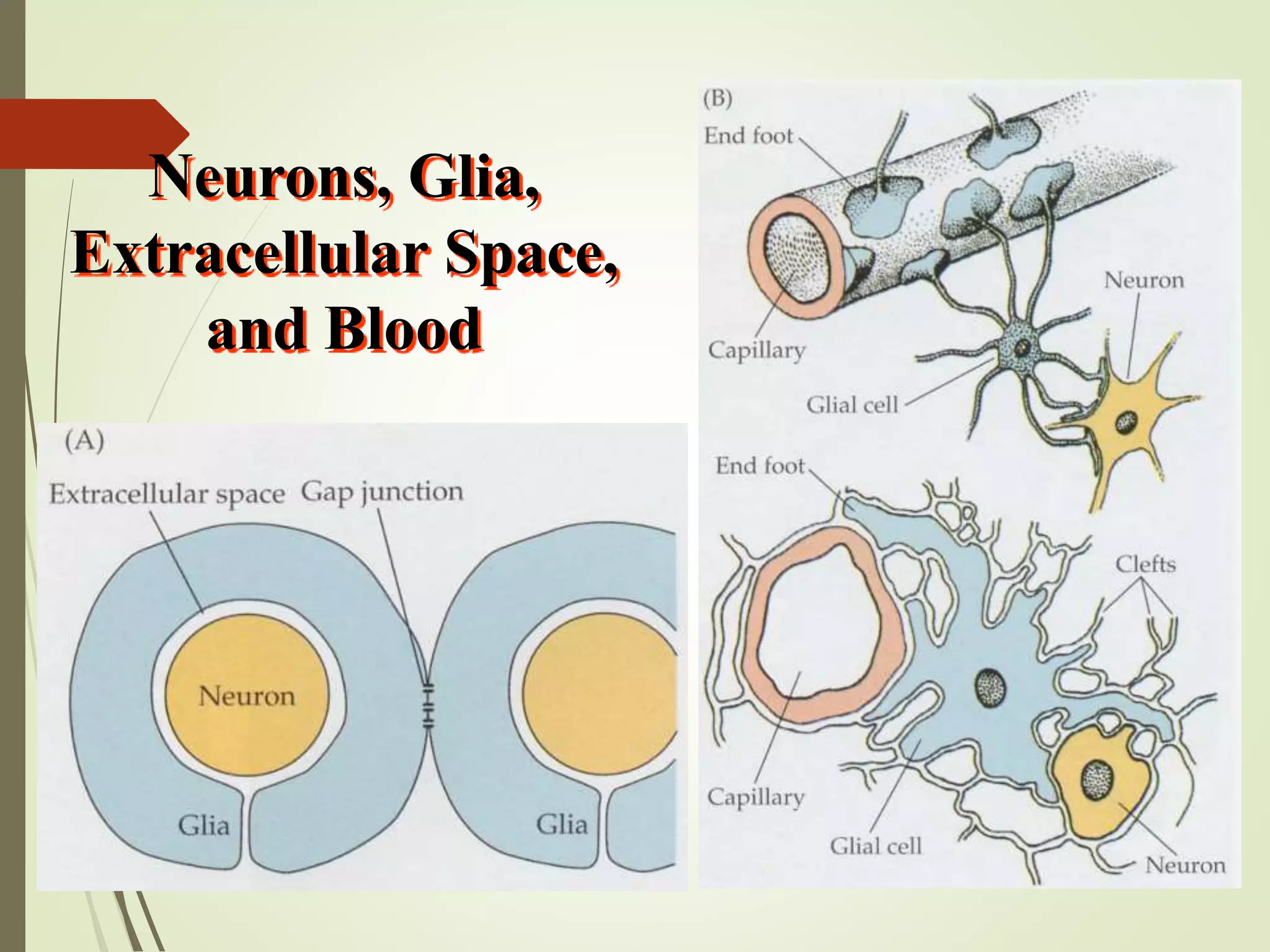 Neurons, Glia,
Extracellular Space,
and Blood
 